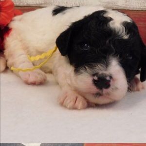 Meet your Posher, Ginger